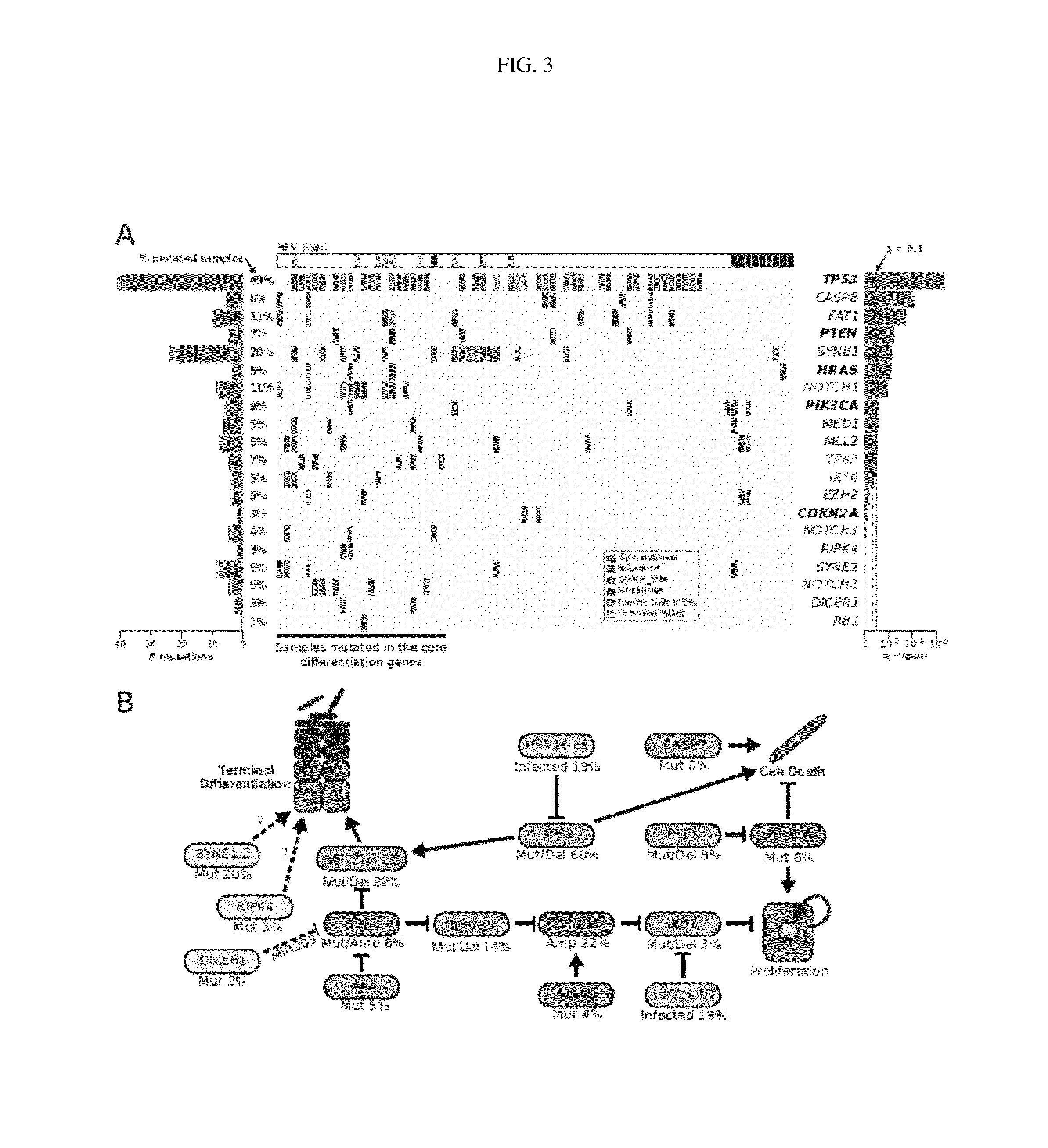 Compositions and methods of treating head and neck cancer