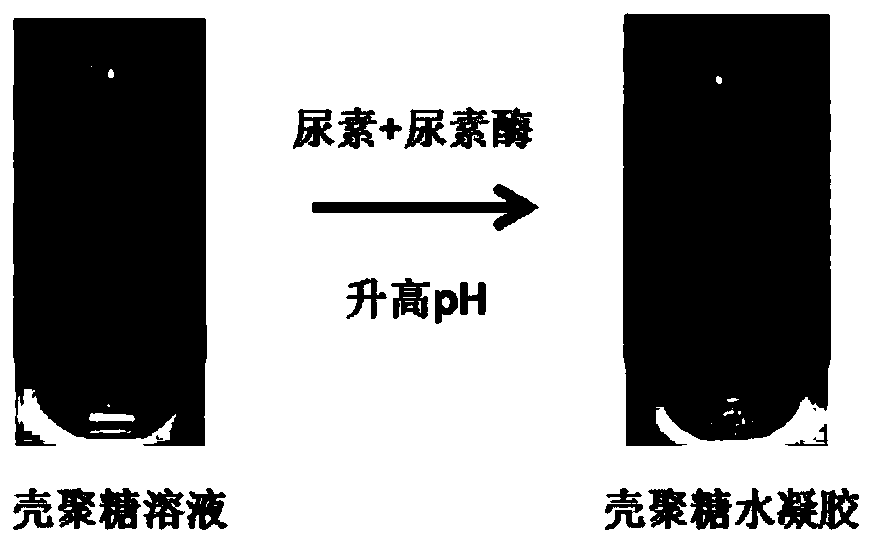 Preparation method of chitosan hydrogel
