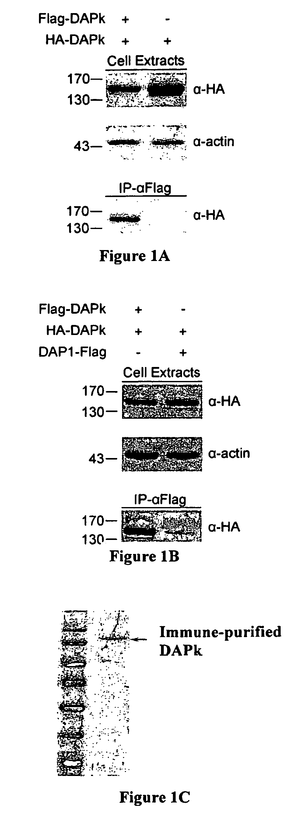 Compositions and methods for treating cancer and neurodegenerative diseases