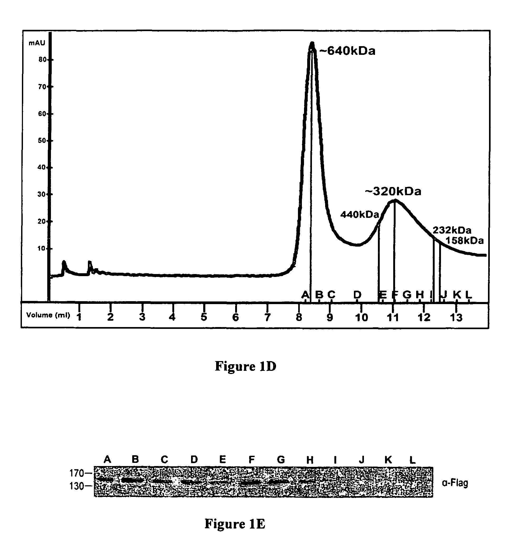 Compositions and methods for treating cancer and neurodegenerative diseases