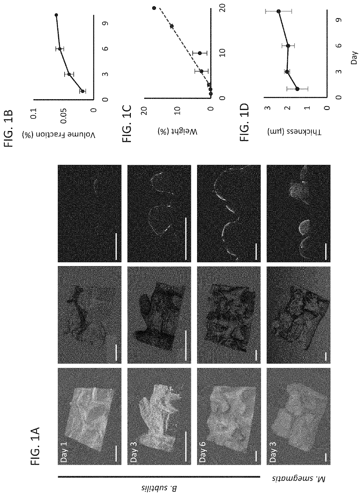 Methods of disrupting a biofilm and/or preventing formation of same