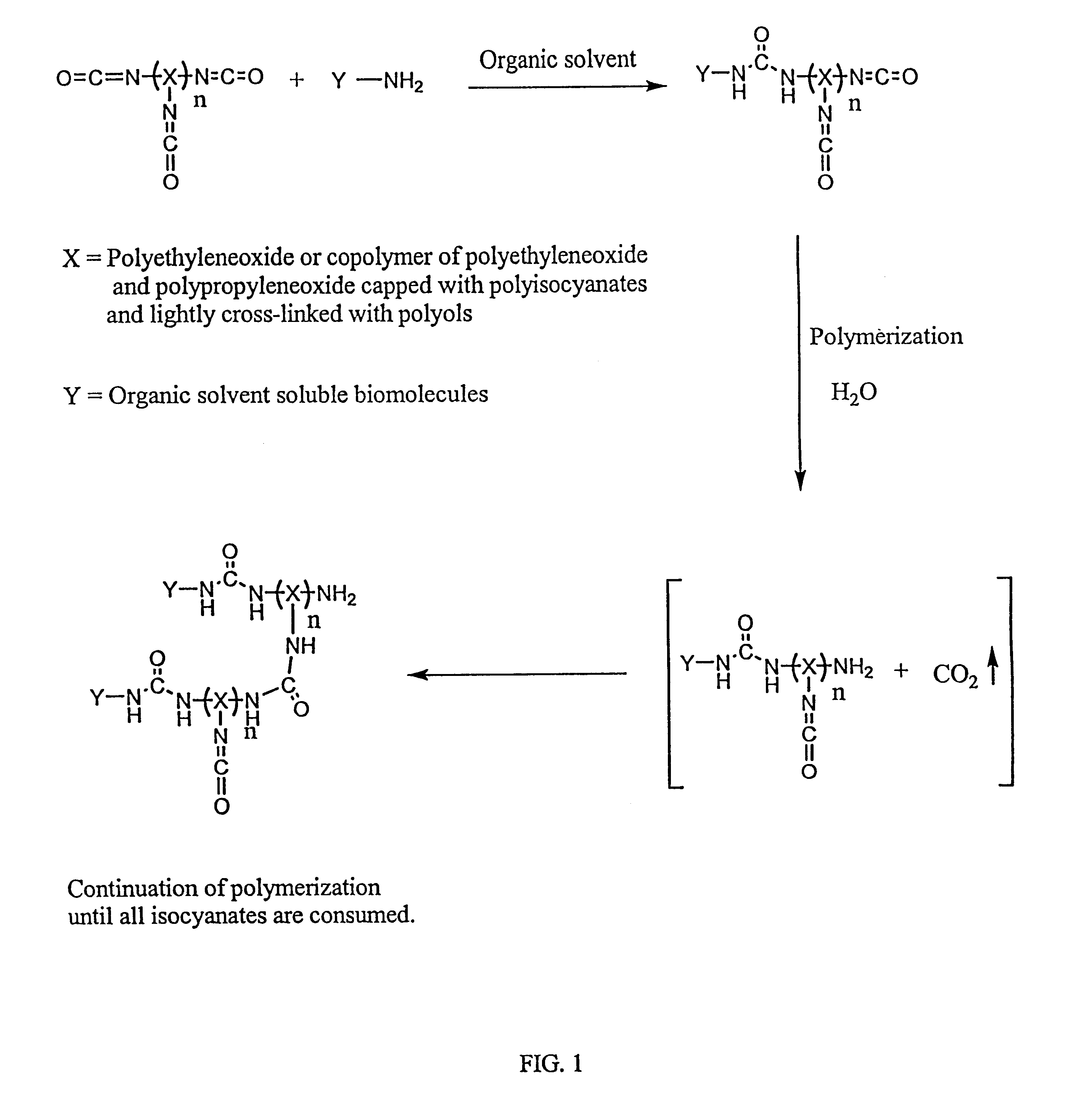 Method of making biochips and the biochips resulting therefrom