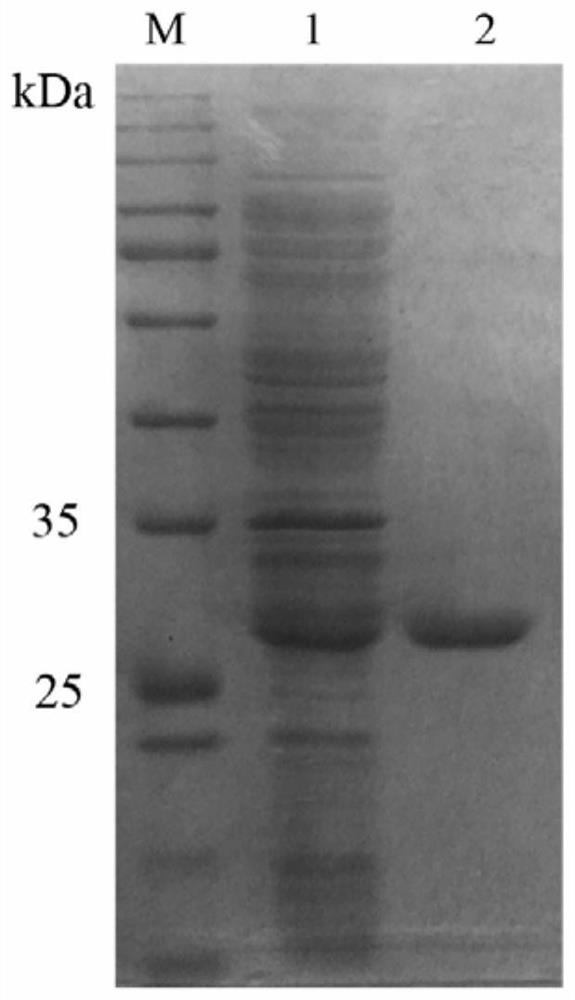 A kind of chitosanase and its application in the preparation of chitosan oligosaccharide