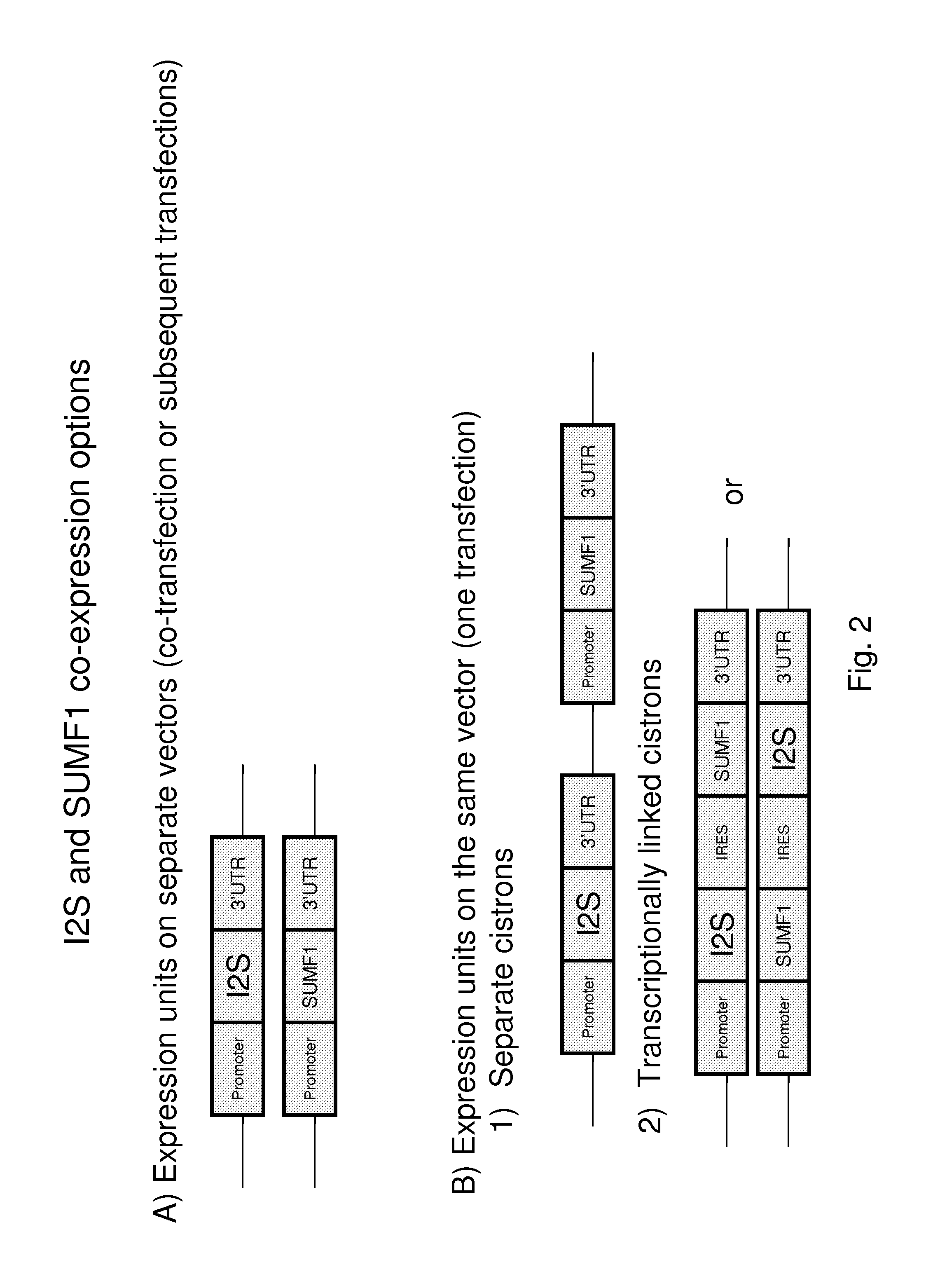 Cells for producing recombinant iduronate-2-sulfatase