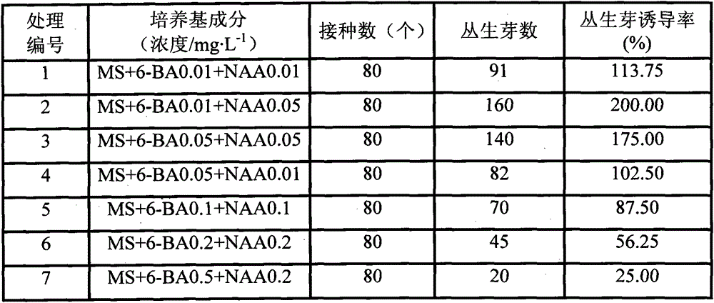 A kind of culture medium for the tissue culture of girl carnation