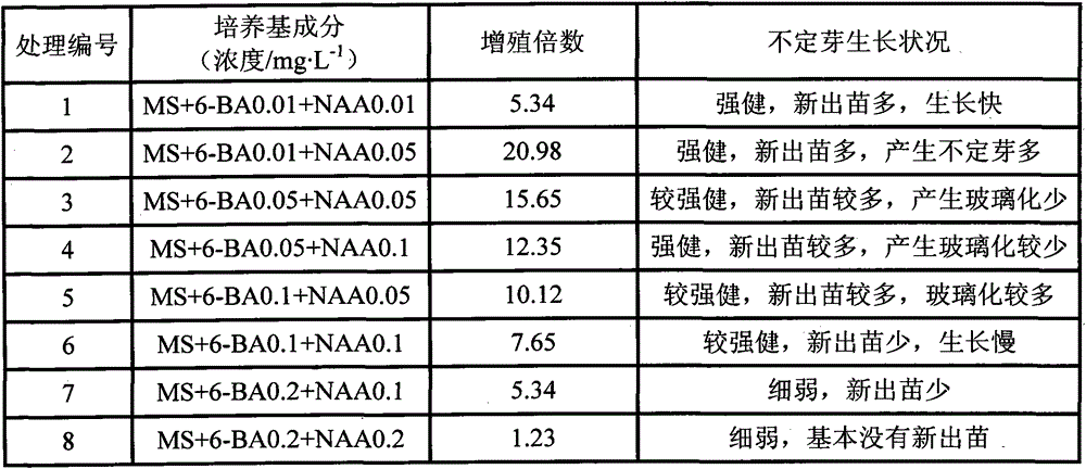 A kind of culture medium for the tissue culture of girl carnation