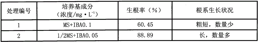 A kind of culture medium for the tissue culture of girl carnation