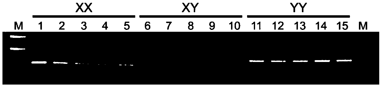 Specific molecular markers of sex chromosomes of silurus meridionalis and genetic sex identification method and unisexual fish production method based on molecular markers