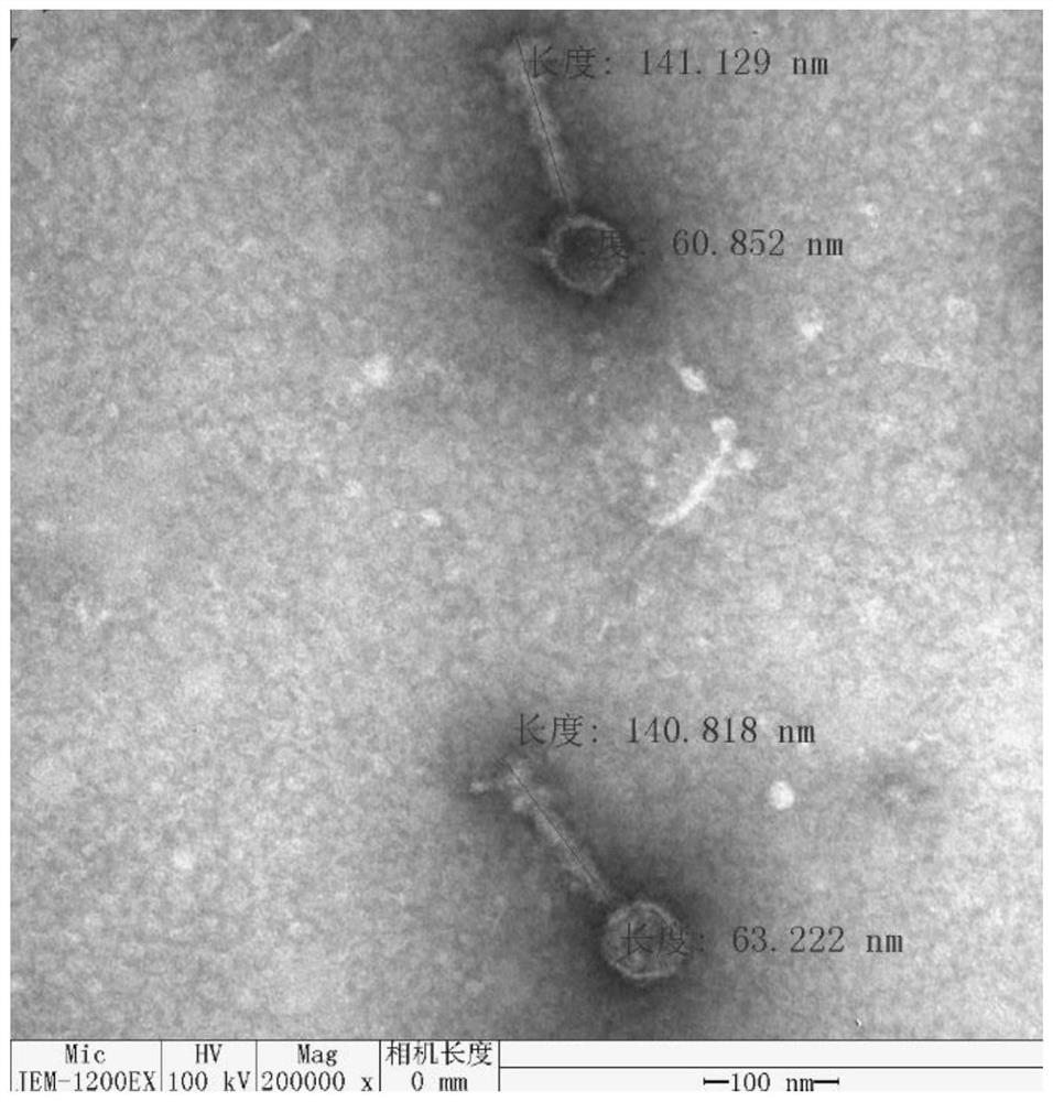 Aeromonas hydrophilaphage and application thereof