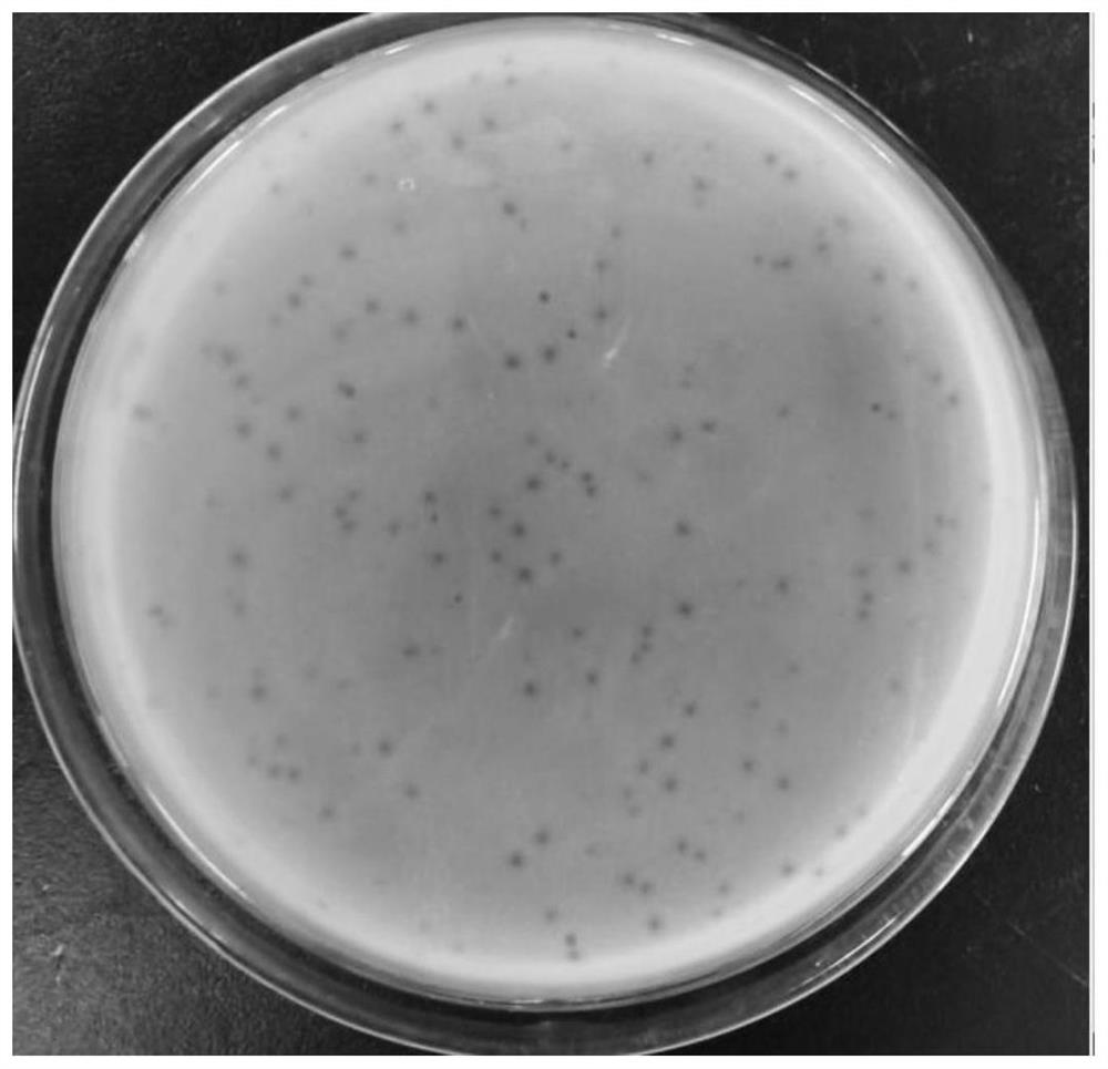 Aeromonas hydrophilaphage and application thereof