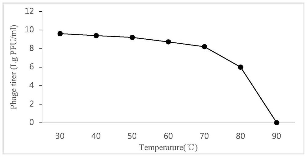 Aeromonas hydrophilaphage and application thereof