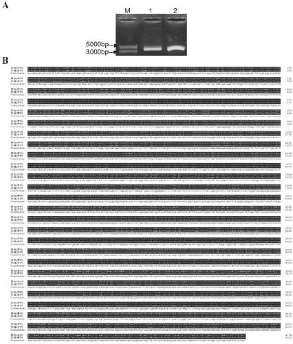 Rice chloroplast genetic transformation method