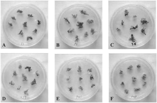 Rice chloroplast genetic transformation method