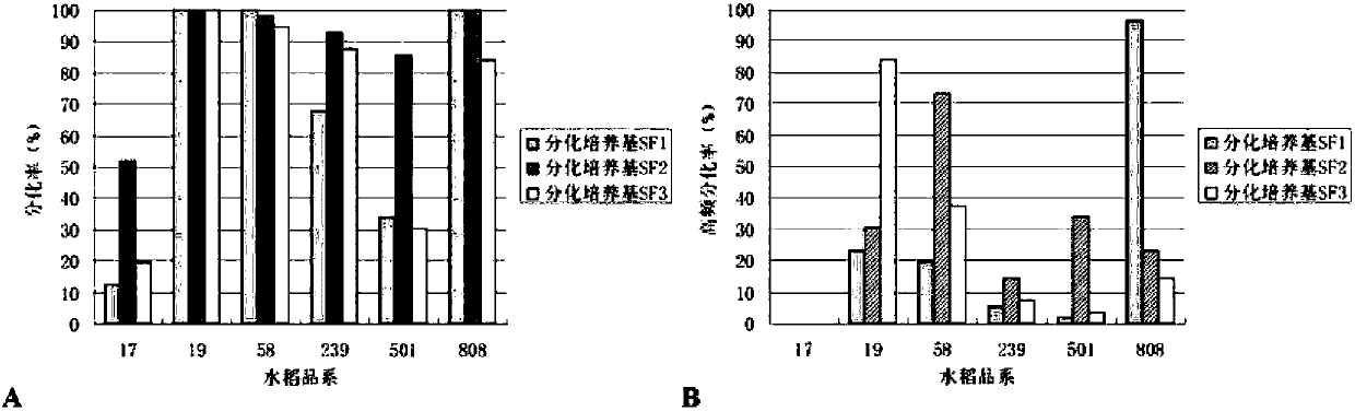 Rice chloroplast genetic transformation method