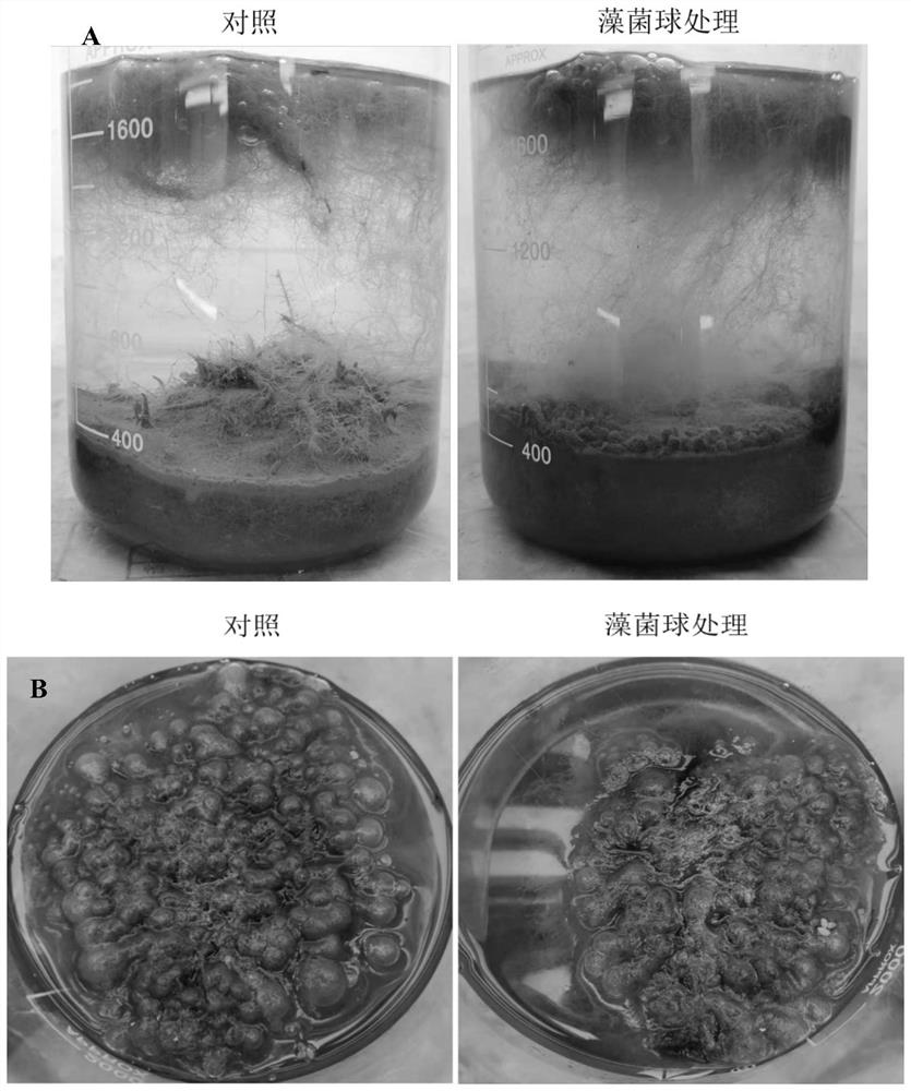 Ecological prevention and control method for inhibiting moss growth by applying immobilized phycomycetes