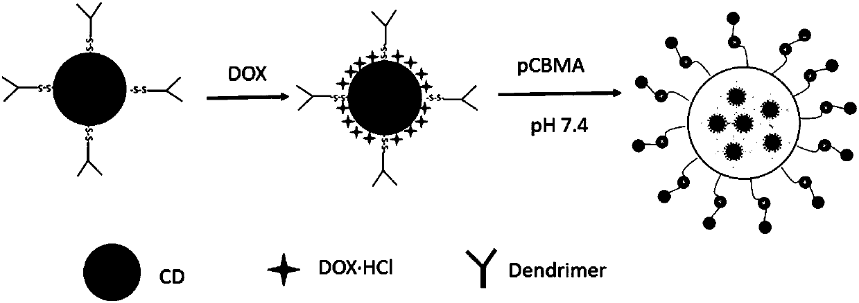 Tumor microenvironment response nanoparticle based on peptides dendrimer modified fluorescence carbon dots and preparation method of tumor microenvironment response nanoparticle