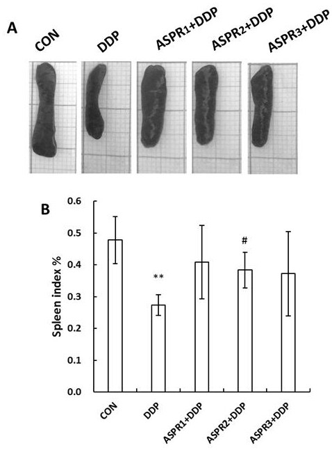 Application of a kind of angelica protein in the preparation of auxiliary tumor therapy drugs