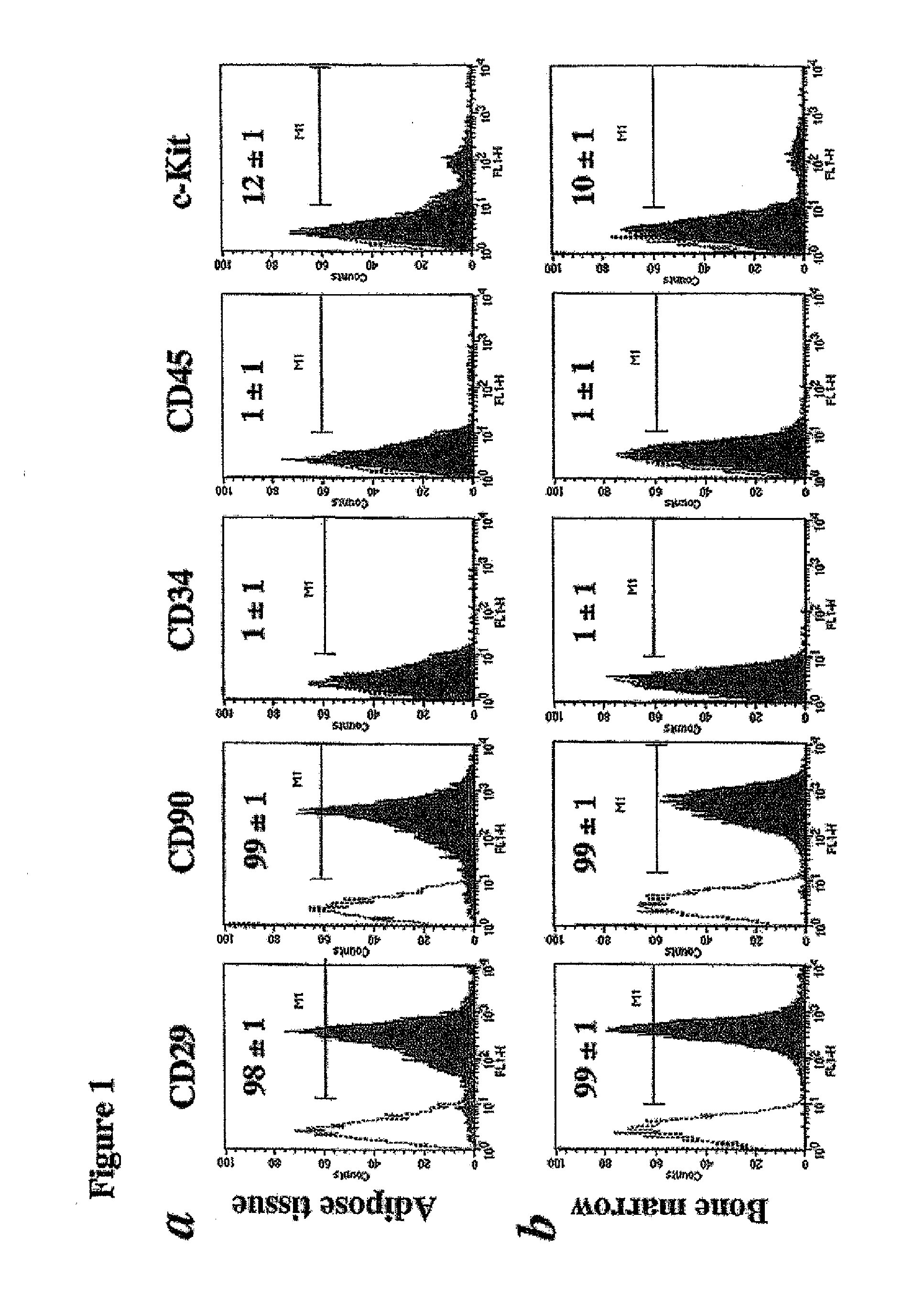 Cell Sheet Containing Mesenchymal Stem Cells