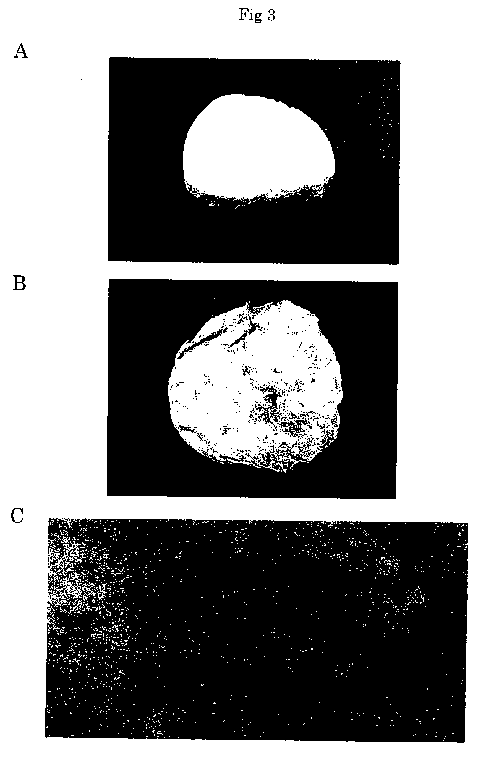 Organic/inorganic composite biomaterials and process for producing the same