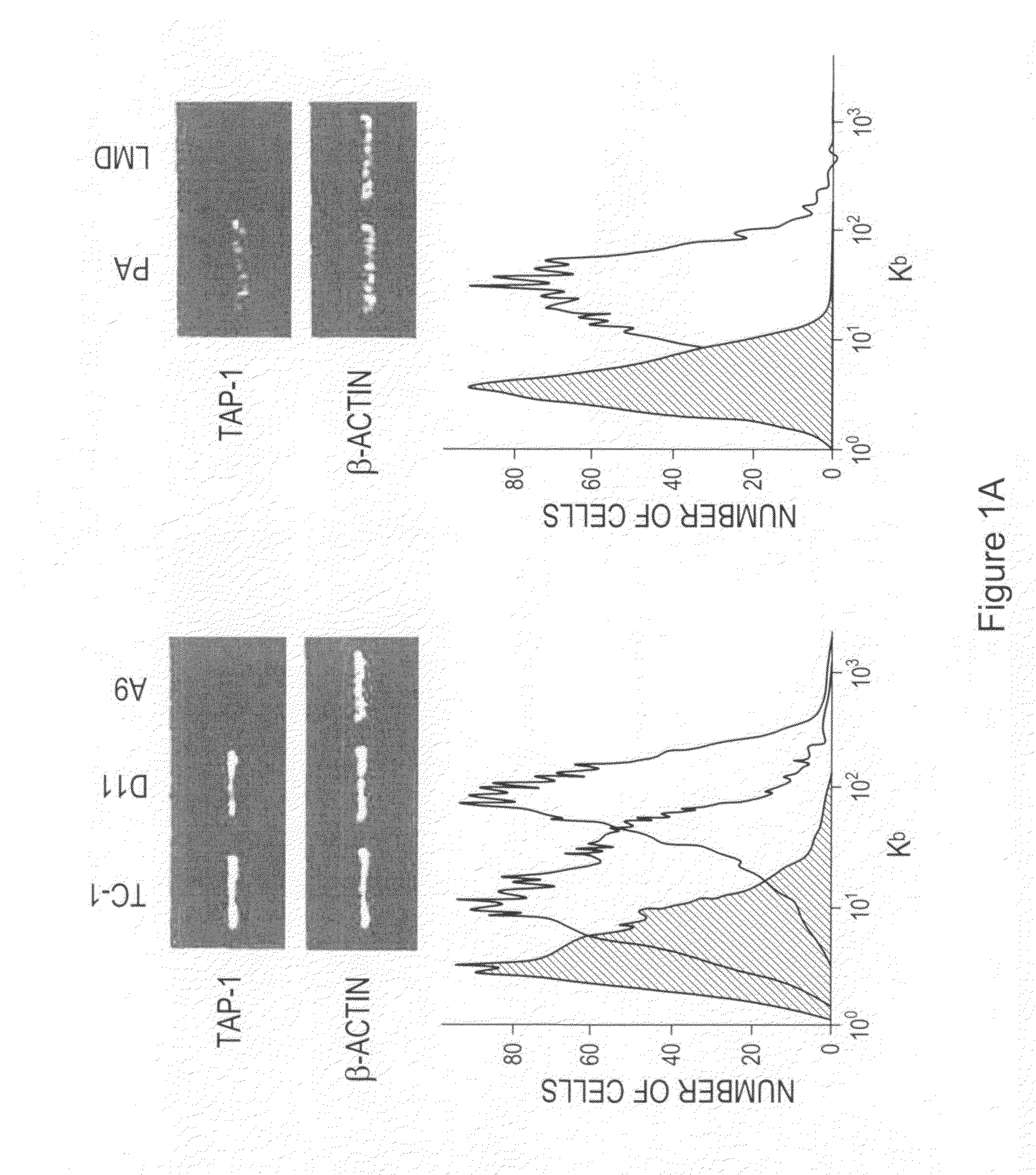 Hat acetylation promoters and uses of compositions thereof in promoting immunogenicity