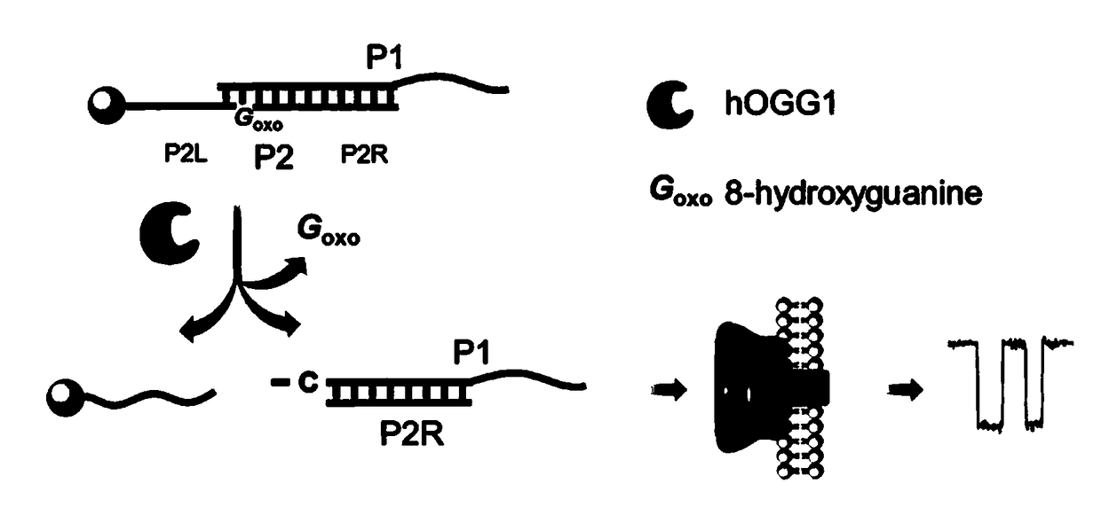 Method for detecting DNA glycosylase activity by alpha-hemolysin nanopores