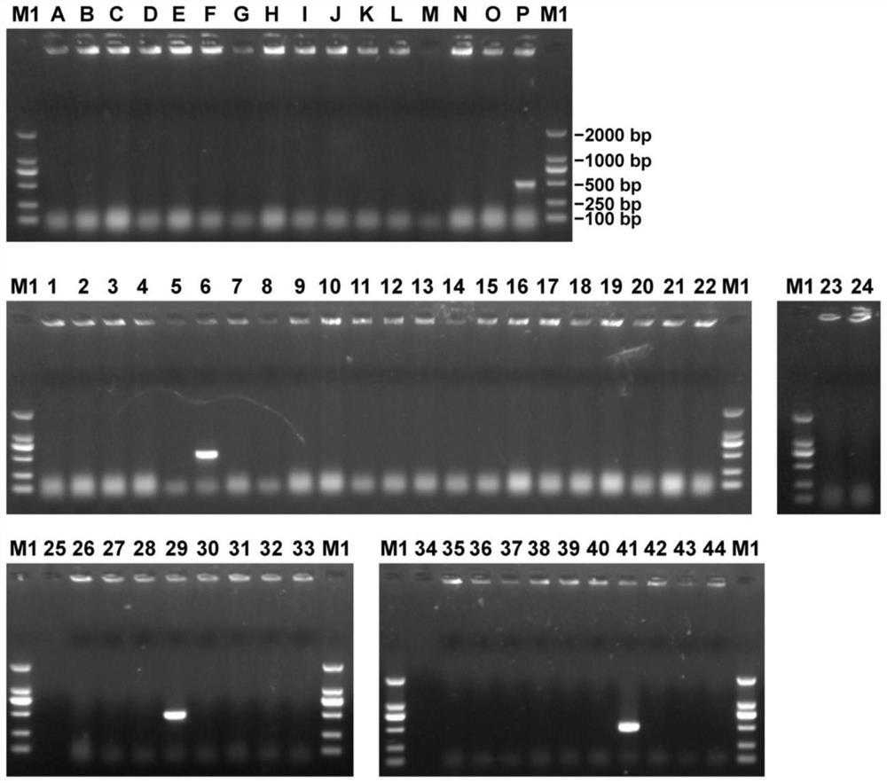 Saccharina japonica female gametophyte specific molecular marker FSMSJ-1294 and application thereof