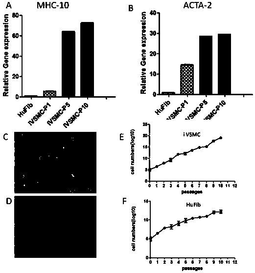 Small-molecular compound combination and method for inducing differentiated cells to prepare vascular smooth muscle cells by using small-molecular compound combination