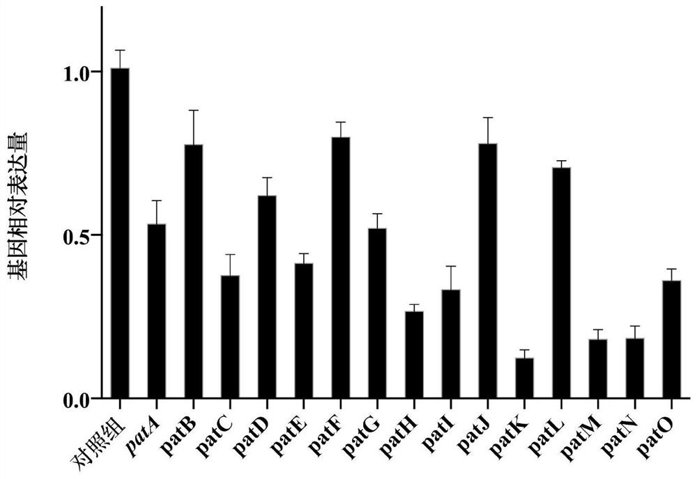 A strain of Bifidobacterium longum and its application in inhibiting filamentous fungi