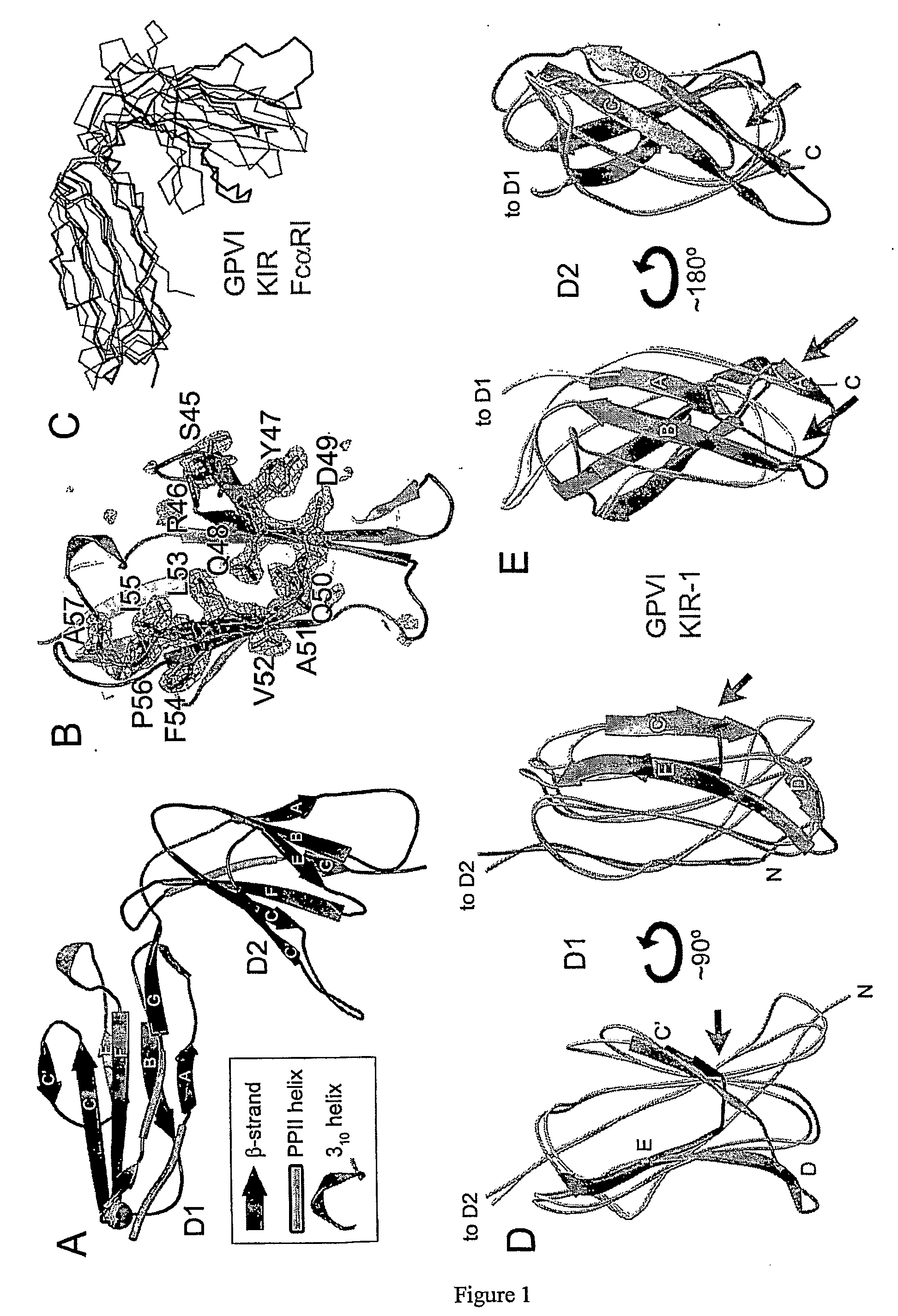 Crystal structure of human gpvi and applications thereof