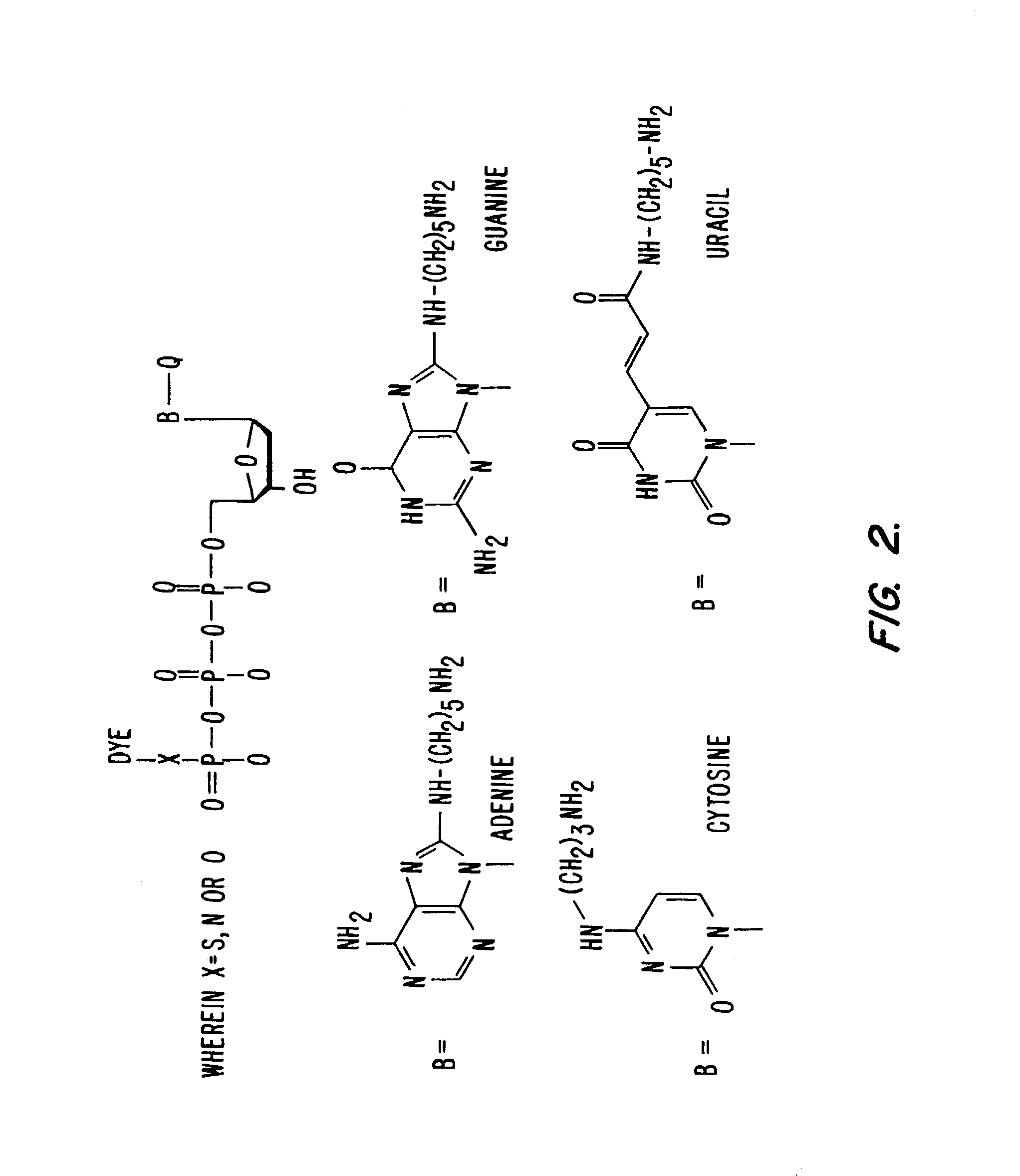 System and method for nucleic acid sequencing by polymerase synthesis