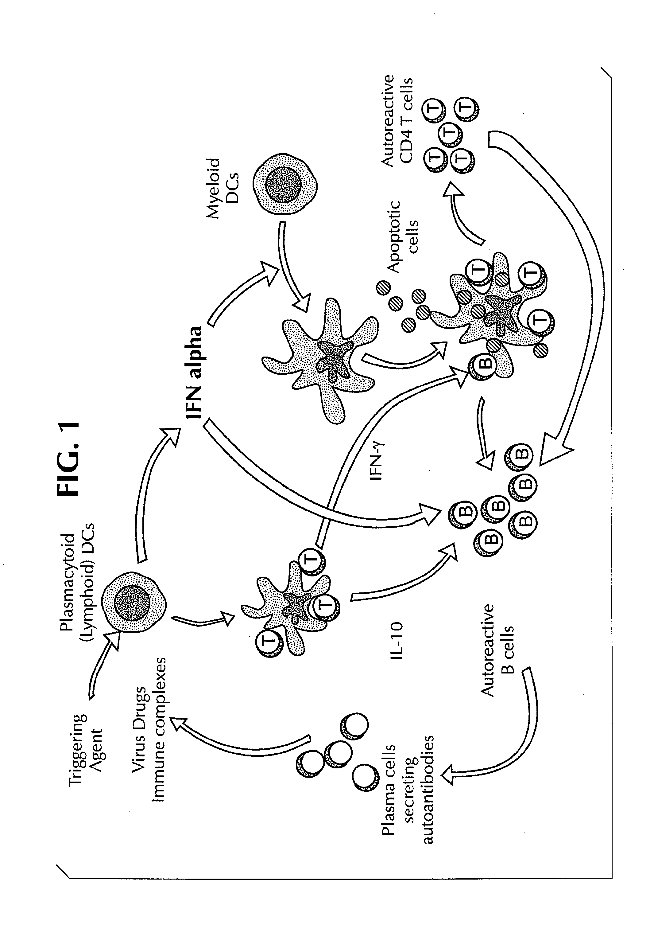 Methods for Treating Autoimmune Diseases in a Subject and In Vitro Diagnostic Assays