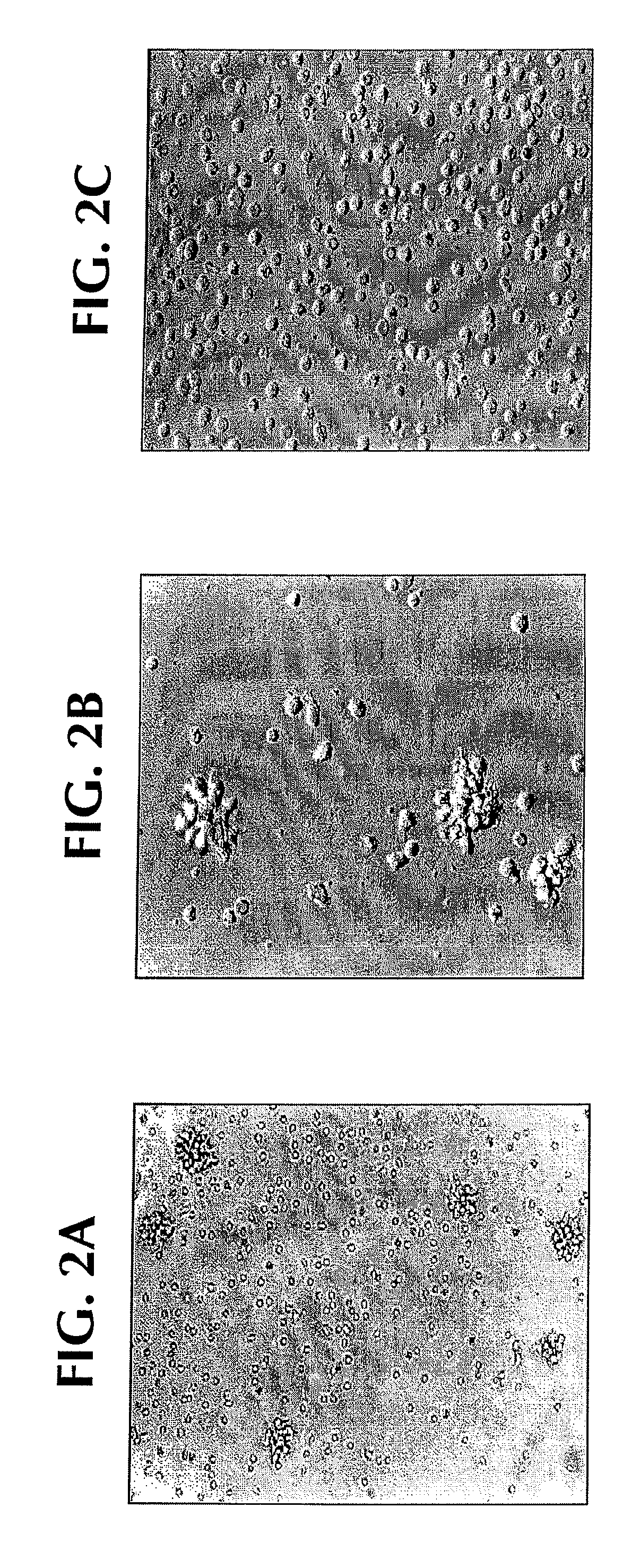 Methods for Treating Autoimmune Diseases in a Subject and In Vitro Diagnostic Assays