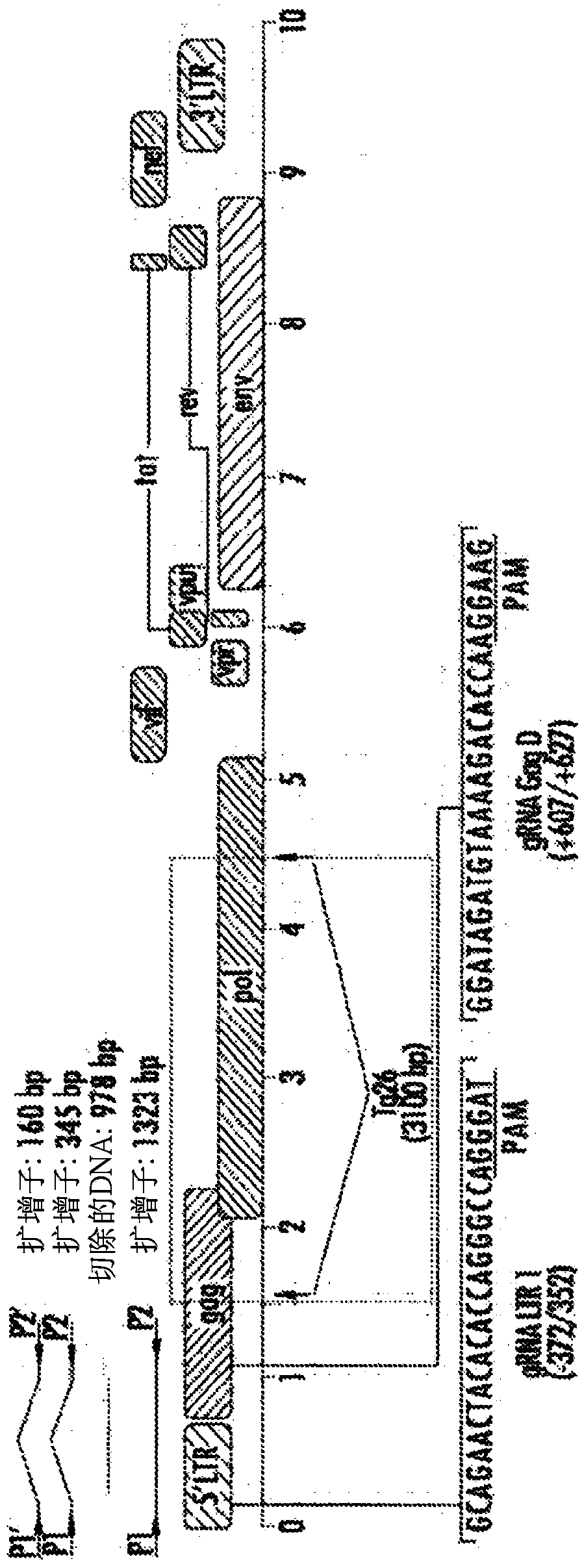 Excision of retroviral nucleic acid sequences