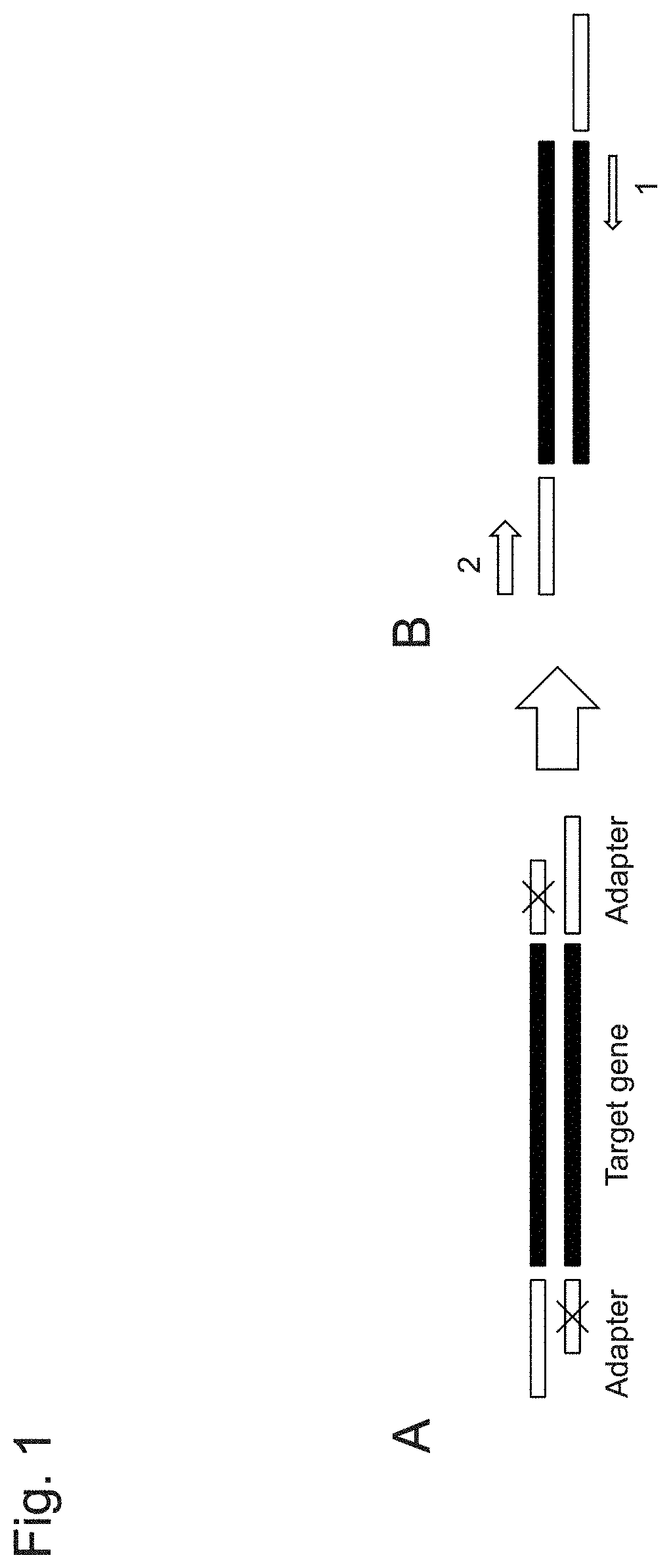 Gene-specific unbiased amplification method