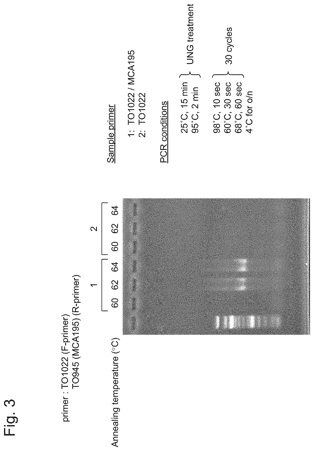 Gene-specific unbiased amplification method