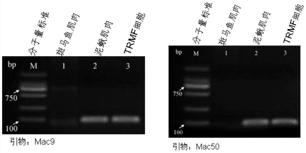 Triploid loach fin cell line TRMF and establishing method thereof