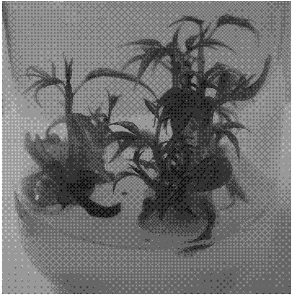 Culture medium box set for facilitating crgotvaunilocularis in-vitro rapid propagation and method
