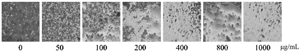 Sweet potato extract as well as preparation method and application thereof