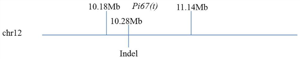 A rice blast resistance gene pi67(t), its co-dominant molecular marker closely linked and its application