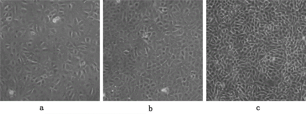 Method for producing hog cholera C-strain virus by culturing ST Cells in low serum