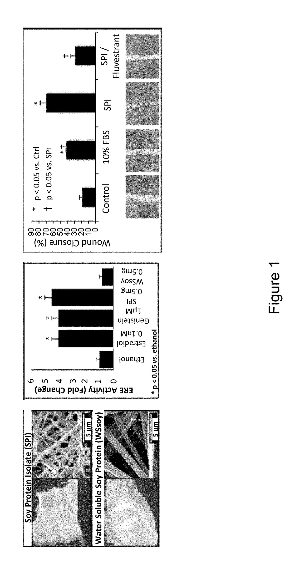 Soy-Derived Bioactive Peptides for Use in Compositions and  Methods for Wound Healing, Tissue Engineering, and Regenerative Medicine