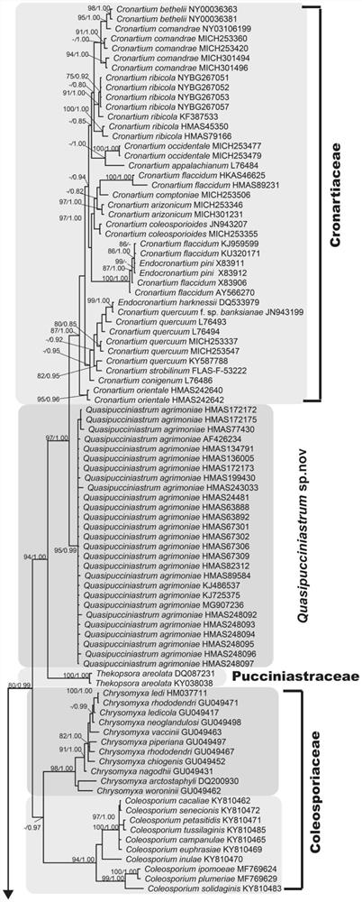Screening method for multigene pedigree of Cylindricaceae
