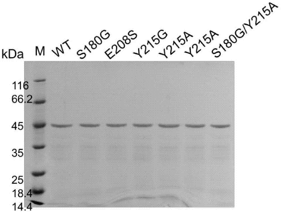 Higher-substrate-specificity keratinase mutant and preparation method thereof