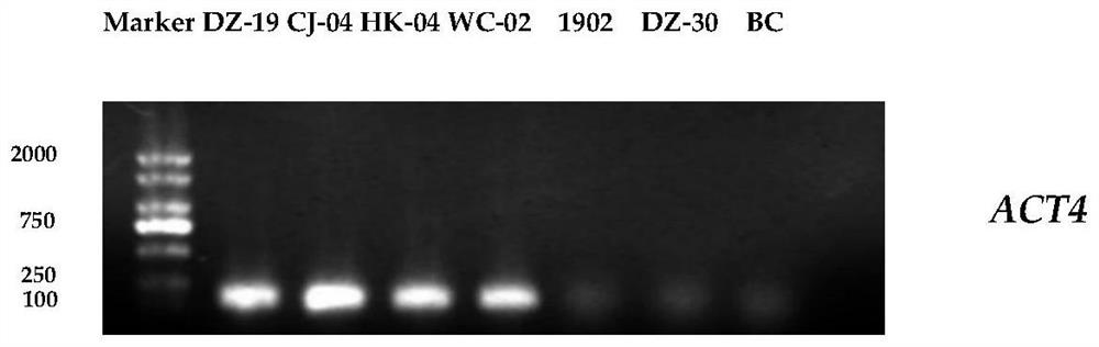 Method for quantitatively detecting colletotrichum gloeosporioides by utilizing real-time fluorescent PCR (Polymerase Chain Reaction)