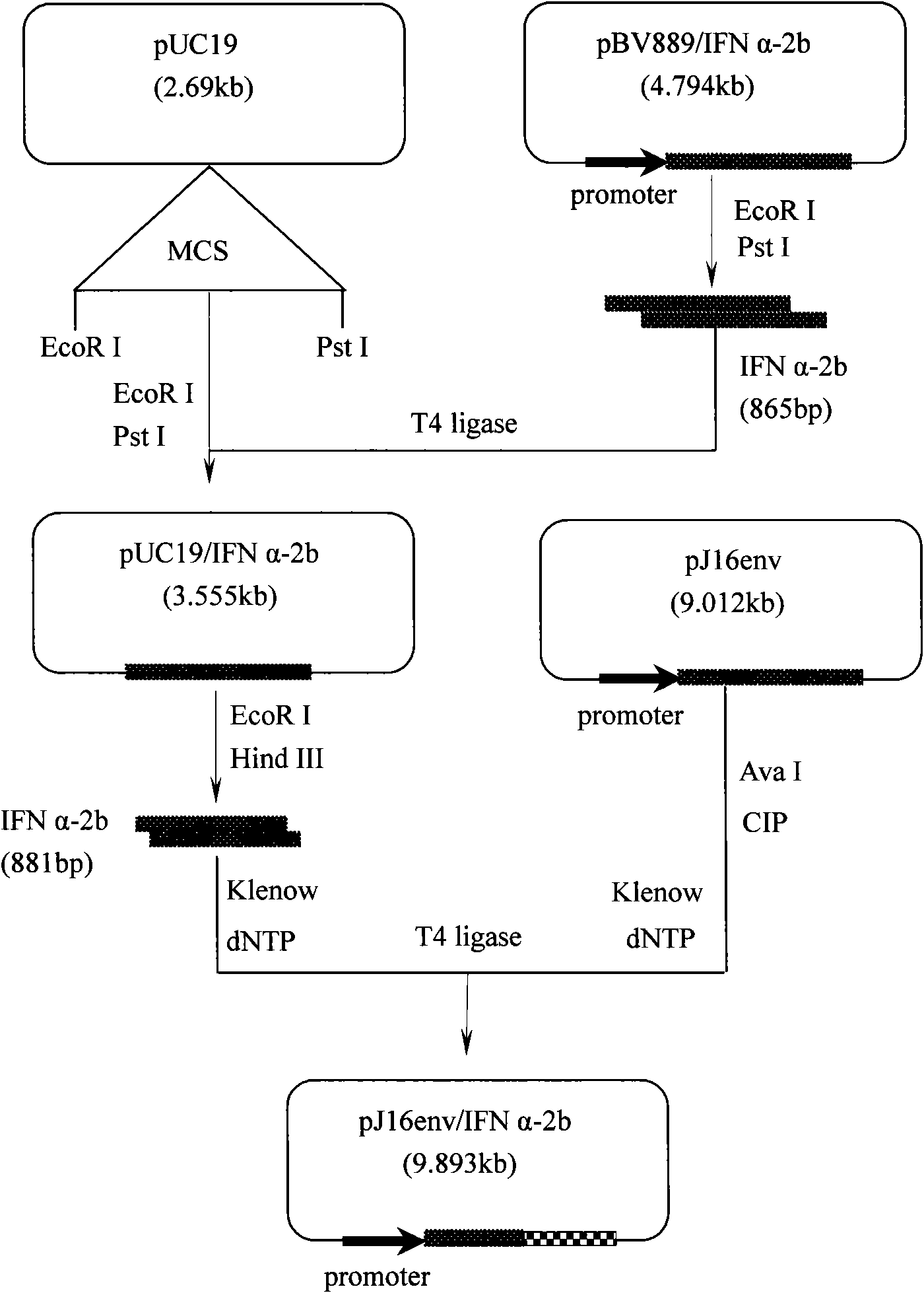 Method for screening recombinant vaccinia virus containing exogenous fusion gene HIV/env/IFN alpha-2b