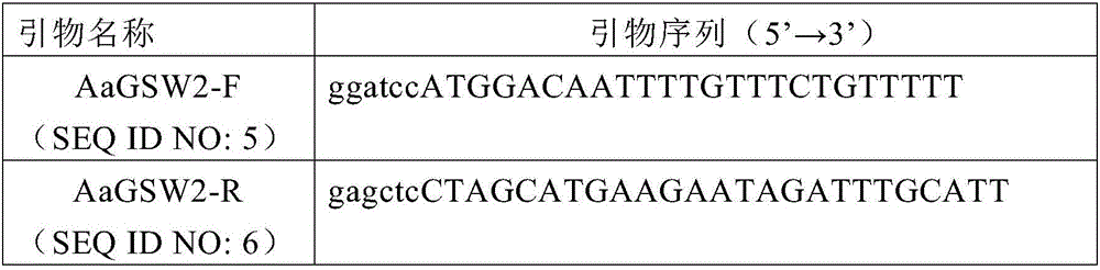 Artemisia apiacea WRKY type transcription factor coding sequence and application