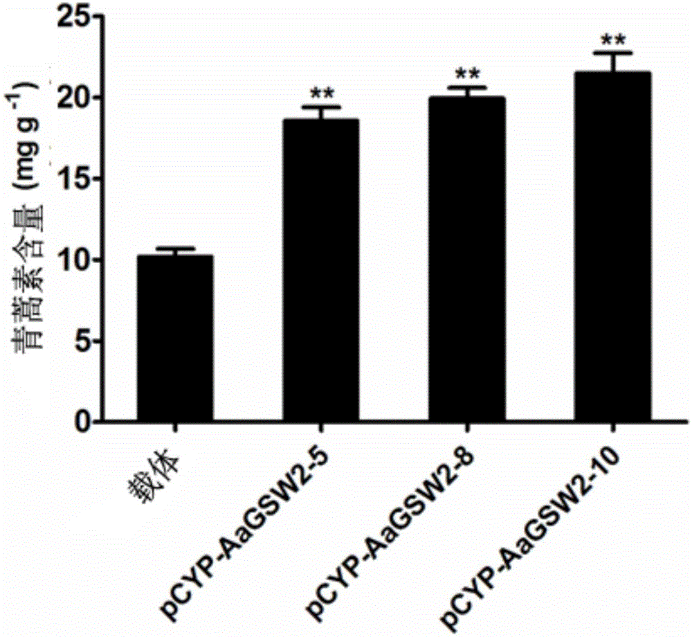 Artemisia apiacea WRKY type transcription factor coding sequence and application