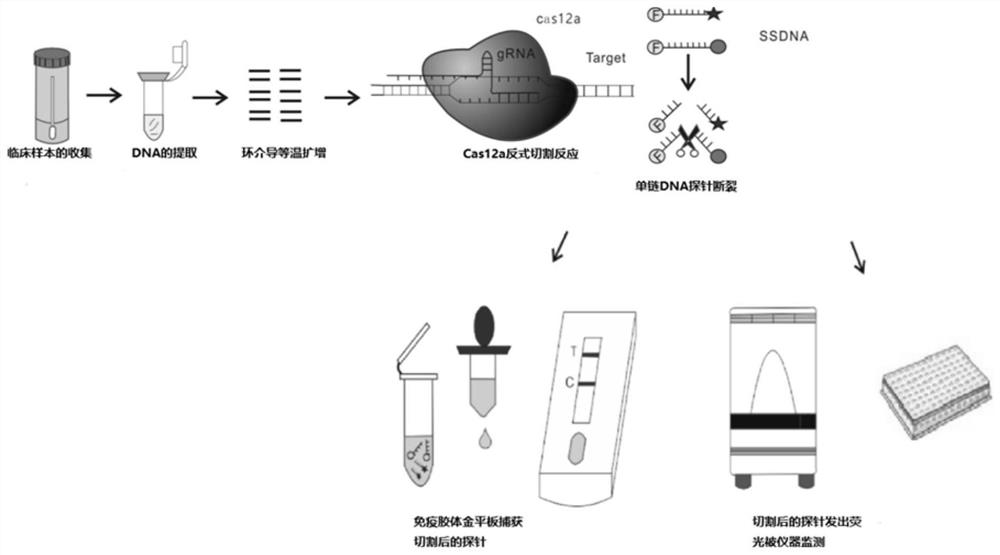 CrRNA and CRISPR-Cas12a system for carbapenemase detection and application