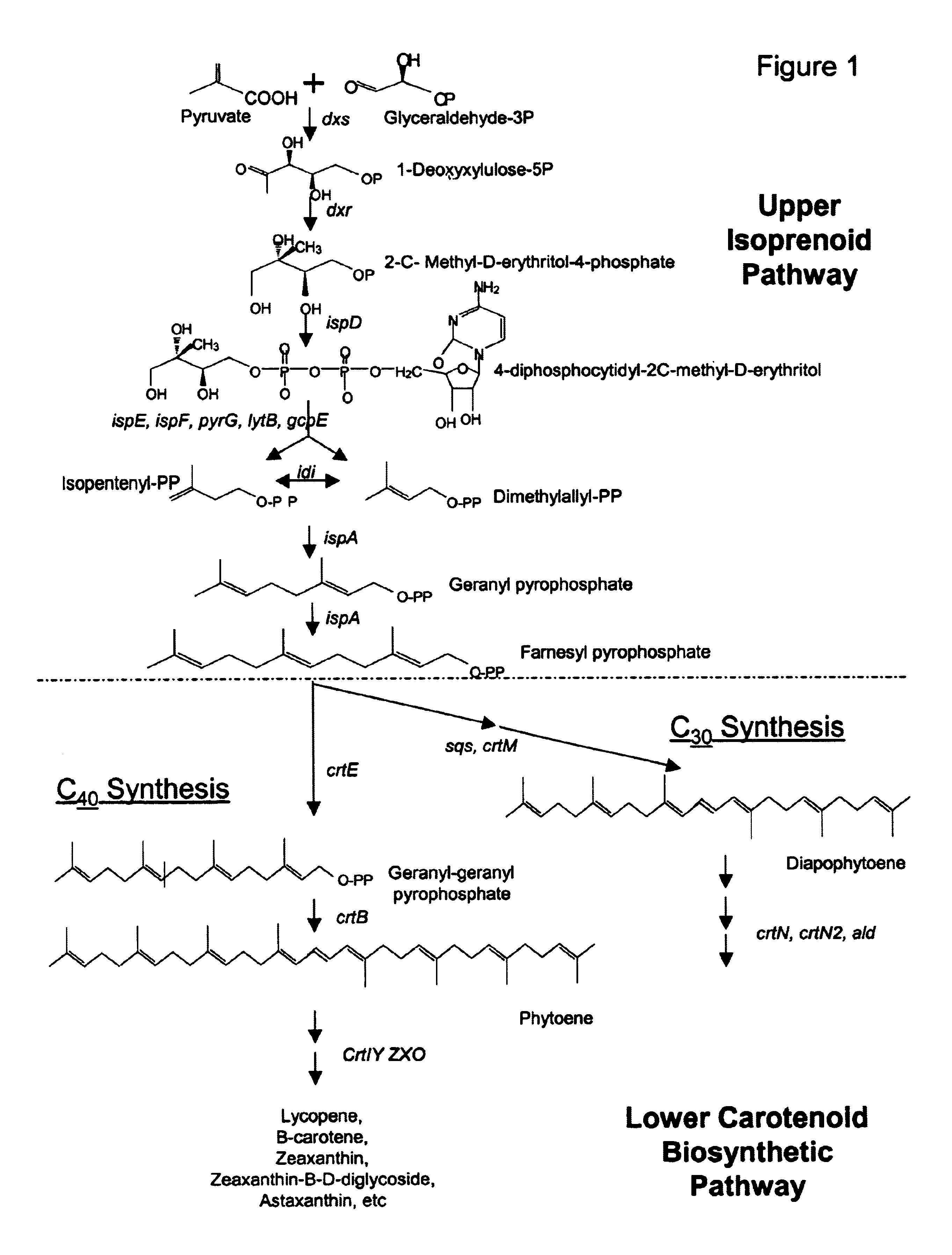 Genes encoding carotenoid compounds