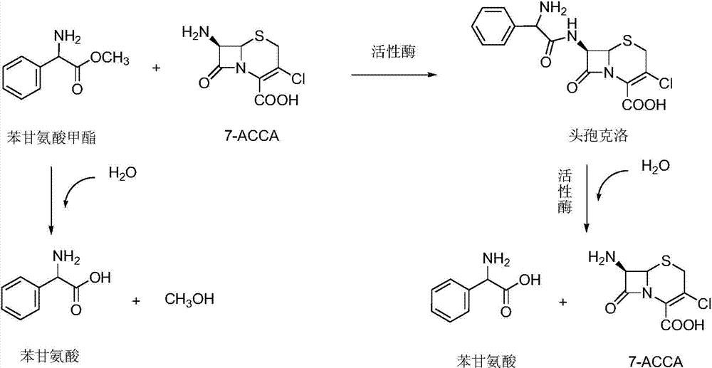Penicillin G acylation enzyme mutant, and application thereof in synthesis of cephalosporin antibiotics